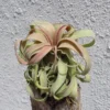 Tillandsia Streptophylla Guatemala Air Plant Live – 3-4 inch Tillandsia - Image 1