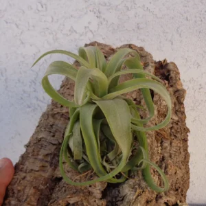 Tillandsia Streptophylla Guatemala Air Plant Live – 3-4 inch Tillandsia - Image 2