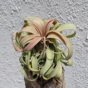 Tillandsia Streptophylla Guatemala Air Plant Live – 3-4 inch Tillandsia - Image 1