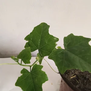 Tindora Live Plant - Ivy Scarlet Gourd - 1/2 Gallon Pot - Organic - Image 2