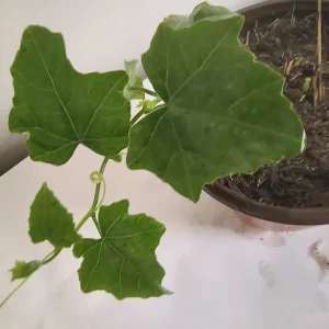 Tindora Live Plant - Ivy Scarlet Gourd - 1/2 Gallon Pot - Organic - Image 3