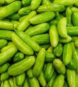 Tindora Live Plant - Ivy Scarlet Gourd - 1/2 Gallon Pot - Organic - Image 1