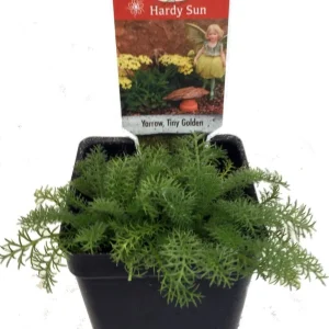 Tiny Gold Yarrow Live Plant – Achillea – Fairy Garden/Rock Garden – 2.5