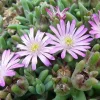 Tiny Pink Ice Plant Live Plant - Delosperma Beaufort West - 2.5" Pot - Sun Perennial - Image 1