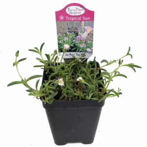 Tiny Pink Ice Plant Live Plant - Delosperma Beaufort West - 2.5