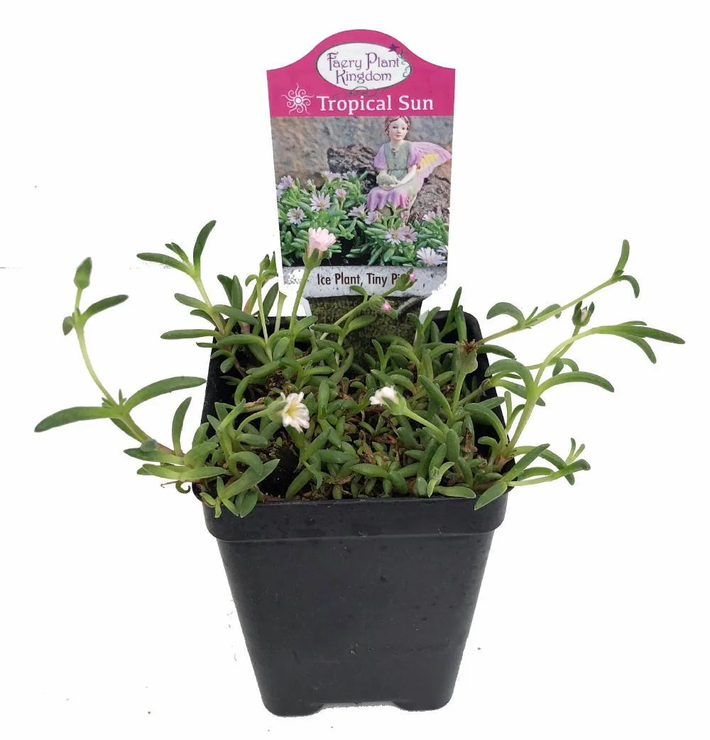 Tiny Pink Ice Plant Live Plant - Delosperma Beaufort West - 2.5" Pot - Sun Perennial - Image 2
