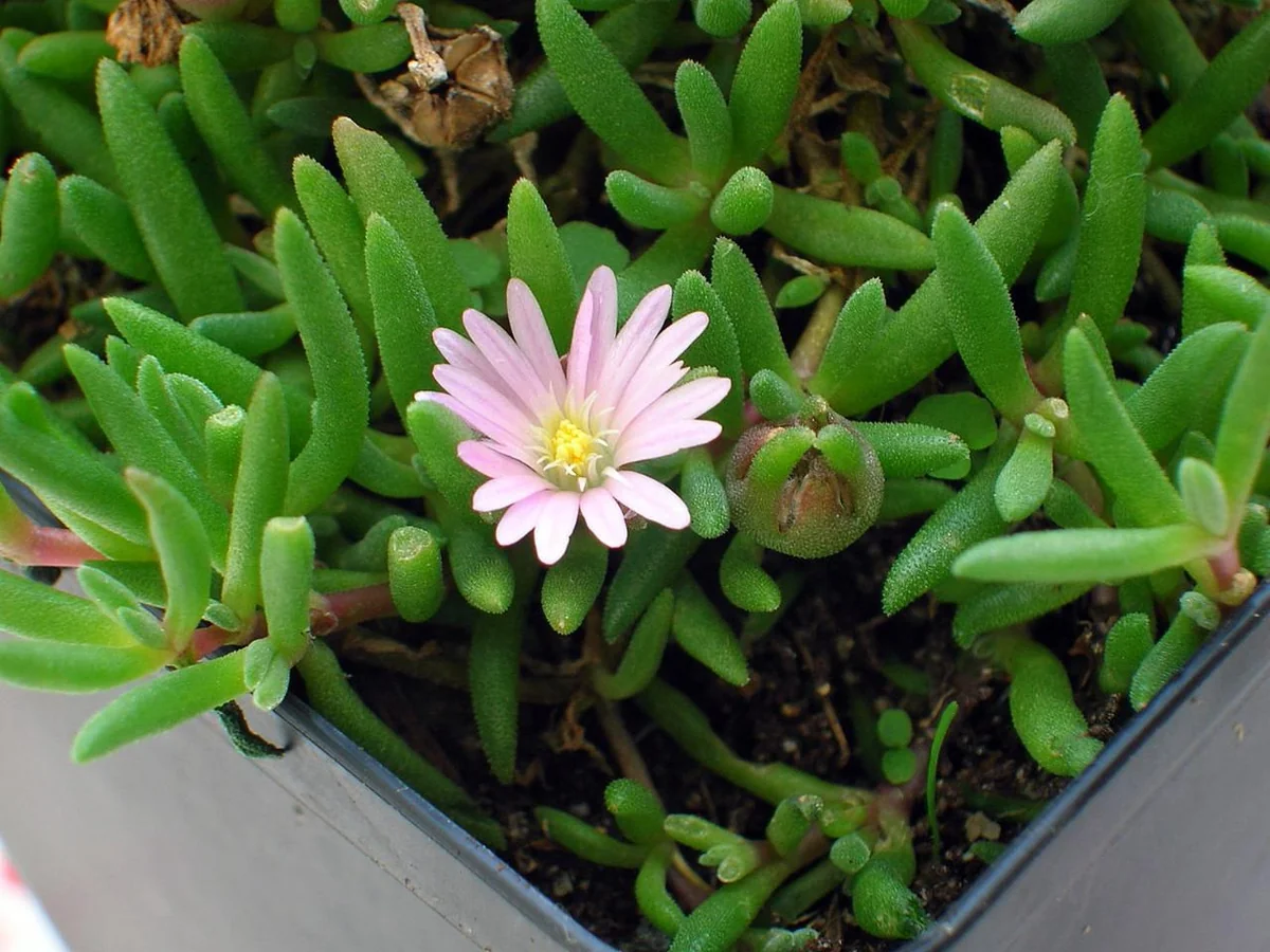 Tiny Pink Ice Plant Live Plant - Delosperma Beaufort West - 2.5" Pot - Sun Perennial - Image 3