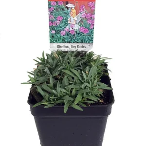 Tiny Rubies Dianthus Live Plant – Fragrant Groundcover – 2.5 inch Pot – Outdoor - Image 2