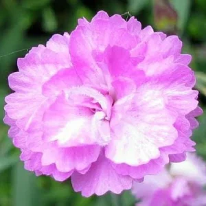 Tiny Rubies Dianthus Live Plant – Fragrant Groundcover – 2.5 inch Pot – Outdoor - Image 4