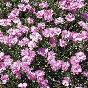 Tiny Rubies Dianthus Live Plant – Fragrant Groundcover – 2.5 inch Pot – Outdoor - Image 5