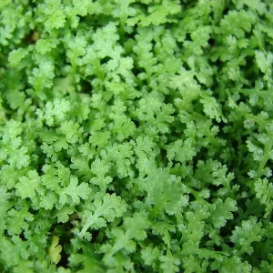 Tiny Tim Fairy Fern Live Plant - Leptinella - 2.5