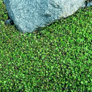 Tiny Tim Fairy Fern Live Plant - Leptinella - 2.5