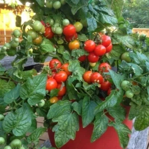 Tiny Tim Micro Dwarf Tomato Seeds - 20 Seeds - Red Tomatoes for Patio & Small Gardens - Image 2