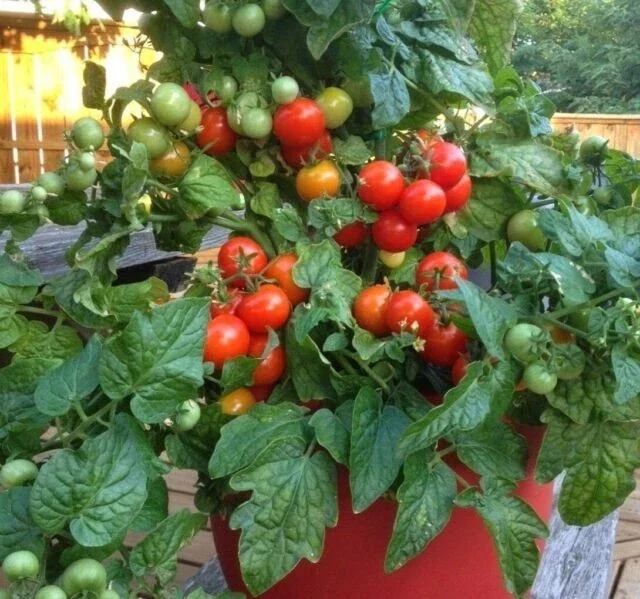 Tiny Tim Micro Dwarf Tomato Seeds - 20 Seeds - Red Tomatoes for Patio & Small Gardens - Image 2