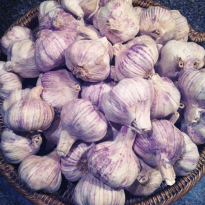 Organic Garlic Bulbs, Spicy Purple Stripe Italian, USA Grown, Choose 1/2 lb - 10 lbs