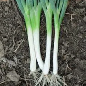 Tokyo Long White Bunching Onion Scallion Seeds - 1000+ Organic Seeds, Outdoor - Image 2