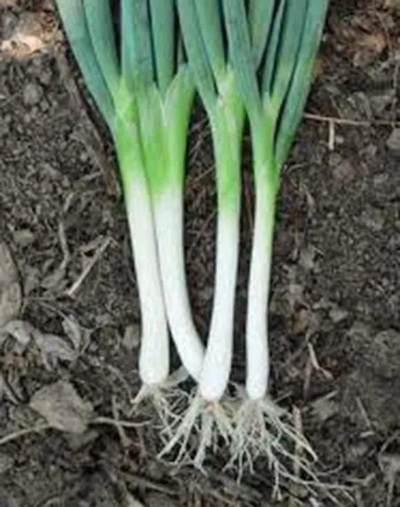 Tokyo Long White Bunching Onion Scallion Seeds - 1000+ Organic Seeds, Outdoor - Image 3