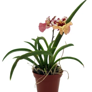 Tolumnia Tiny Dancer Miniature Orchid Live Plant - 2 inch Pot - Houseplant - Image 1