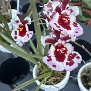 Tolumnia Tiny Dancer Miniature Orchid Live Plant - 2 inch Pot - Houseplant - Image 4