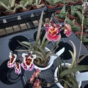 Tolumnia Tiny Dancer Miniature Orchid Live Plant - 2 inch Pot - Houseplant - Image 5