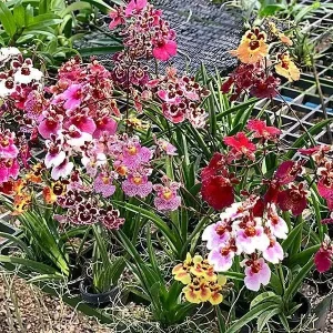 Tolumnia Tiny Dancer Miniature Orchid Live Plant - 2 inch Pot - Houseplant - Image 6