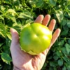 Tomatillo Seeds - Plaza Latina Giant, 50 Seeds, Organic, Non-GMO - Image 1