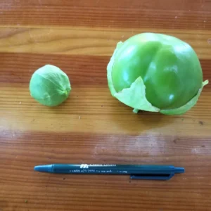 Tomatillo Seeds - Plaza Latina Giant, 50 Seeds, Organic, Non-GMO - Image 2