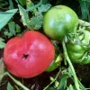 Tomato Seeds Bradley Pink - 100 Seeds - Pink Slicer Tomato for Outdoor Gardens - Image 2