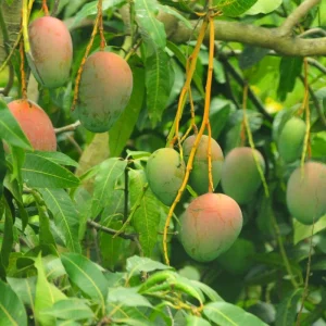 Tommy Atkins Mango Live Plant – 1 Gallon Nursery Pot – Tropical Fruit Tree - Image 2