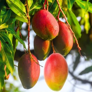 Tommy Atkins Mango Live Plant – 1 Gallon Nursery Pot – Tropical Fruit Tree - Image 3