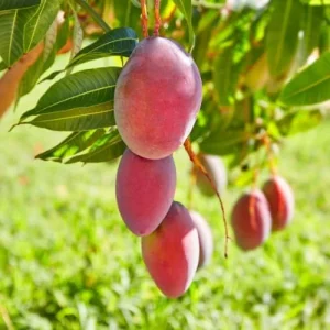 Tommy Atkins Mango Live Plant – 1 Gallon Nursery Pot – Tropical Fruit Tree - Image 4