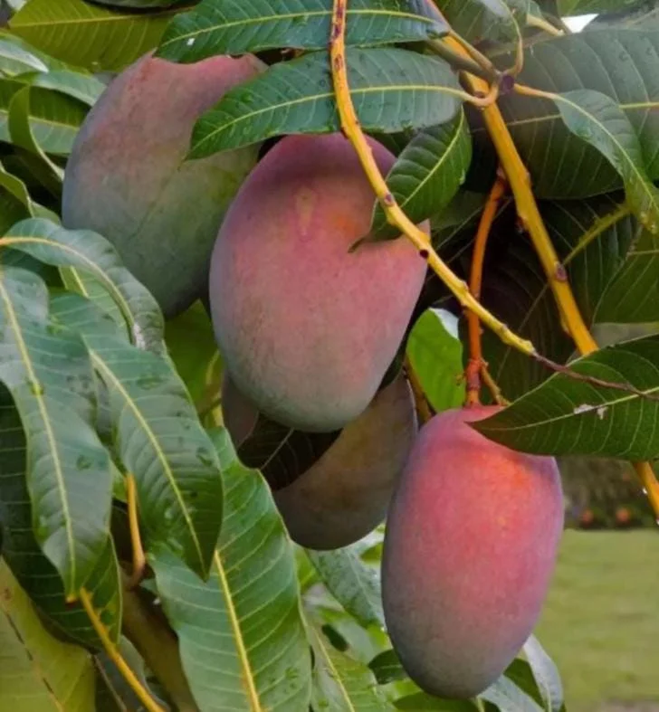 Tommy Mango Live Tree - 8-12" Tall Tropical Fruit Tree, Mangifera indica - Image 2
