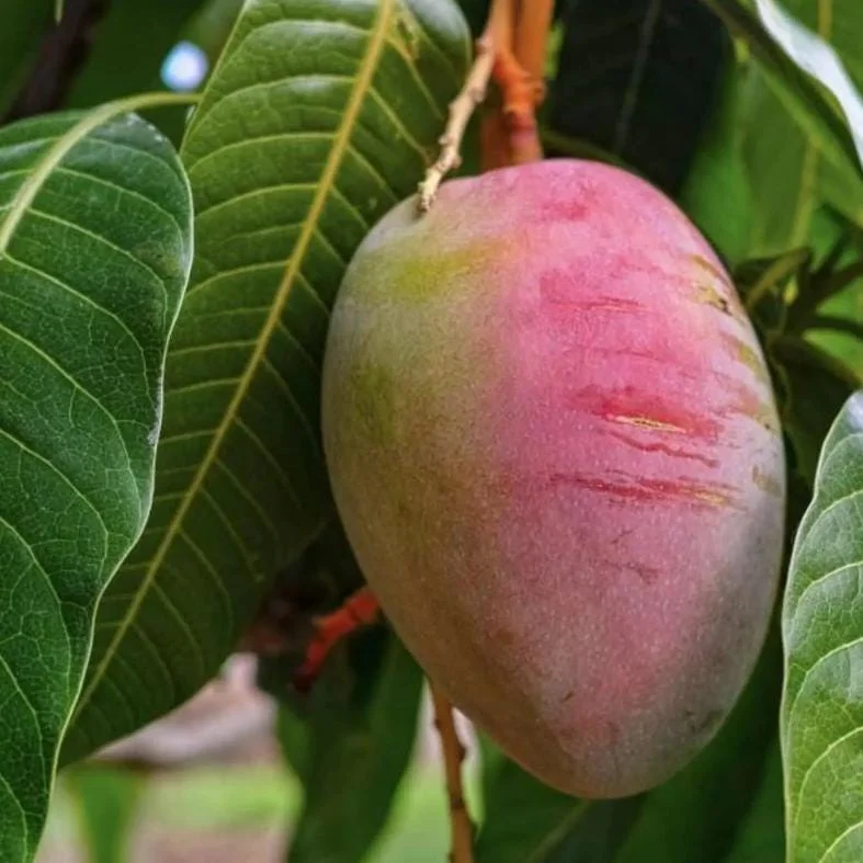 Tommy Mango Live Tree - 8-12" Tall Tropical Fruit Tree, Mangifera indica - Image 3