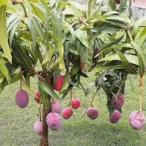 Tommy Mango Live Tree - 8-12