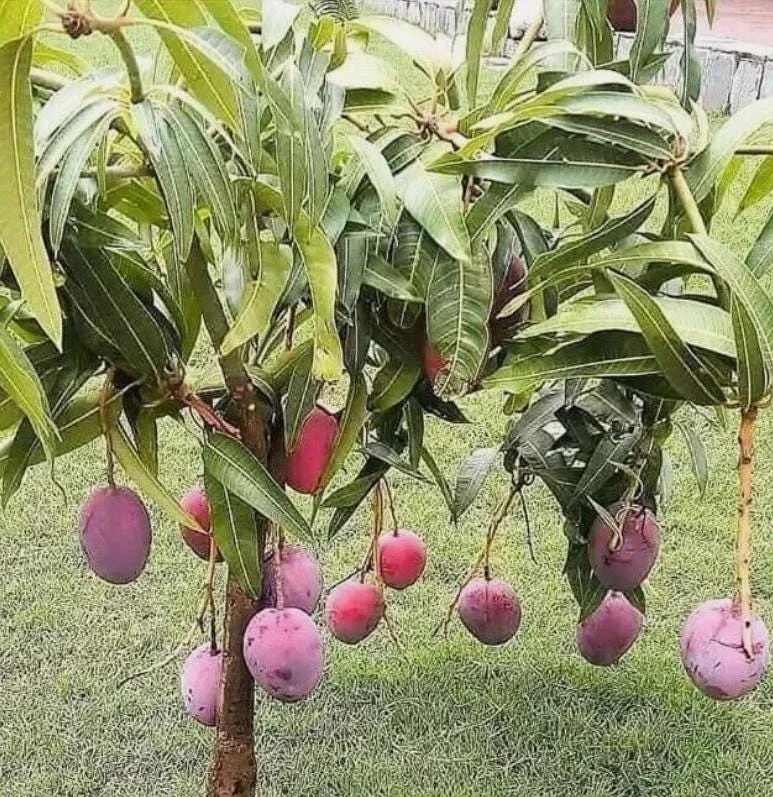 Tommy Mango Live Tree - 8-12" Tall Tropical Fruit Tree, Mangifera indica - Image 4