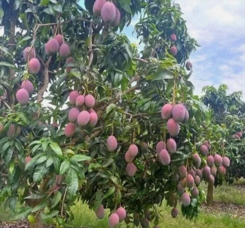 Tommy Mango Live Tree - 8-12" Tall Tropical Fruit Tree, Mangifera indica - Image 5