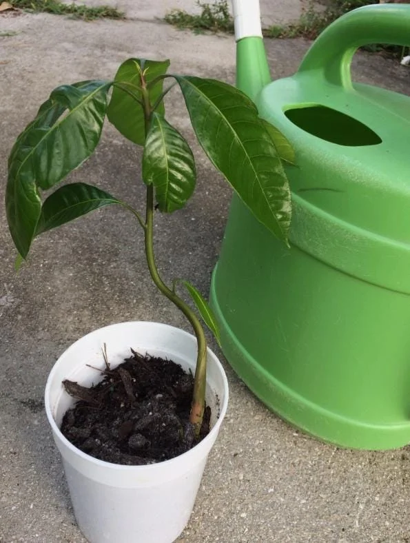 Tommy Mango Live Tree - 8-12" Tall Tropical Fruit Tree, Mangifera indica - Image 7