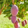 Tommy Mango Live Tree - 8-12" Tall Tropical Fruit Tree, Mangifera indica - Image 1