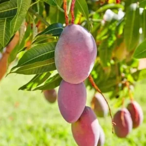Tommy Mango Live Tree - 8-12" Tall Tropical Fruit Tree, Mangifera indica - Image 1