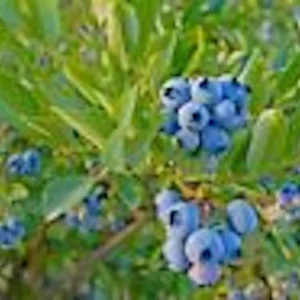 Top Hat Dwarf Blueberry live plant – 4-6 inch Starter Fruit Bush, Perennial - Image 4