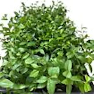 Top Hat Dwarf Blueberry Live Plant – Vaccinium angustifolium Bush – 4-6 Inch Starter - Image 2