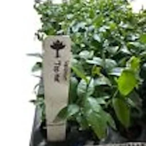Top Hat Dwarf Blueberry Live Plant – Vaccinium angustifolium Bush – 4-6 Inch Starter - Image 3