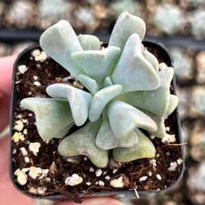 Topsy Turvy Echeveria Live Succulent Plant - 2 inch Pot - Unique Rosette - Image 2