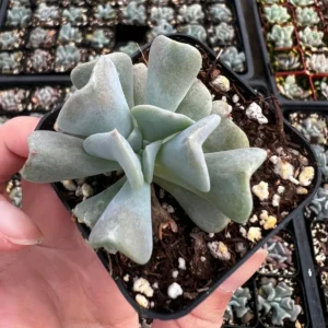 Topsy Turvy Echeveria Live Succulent Plant - 2 inch Pot - Unique Rosette - Image 3