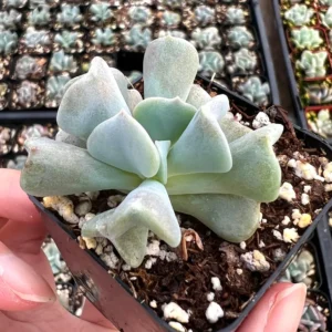 Topsy Turvy Echeveria Live Succulent Plant - 2 inch Pot - Unique Rosette - Image 1