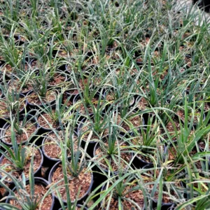 Torrey Yucca Live Plant – Yucca treculeana – 1 Gallon – Outdoor Drought Tolerant Shrub - Image 2