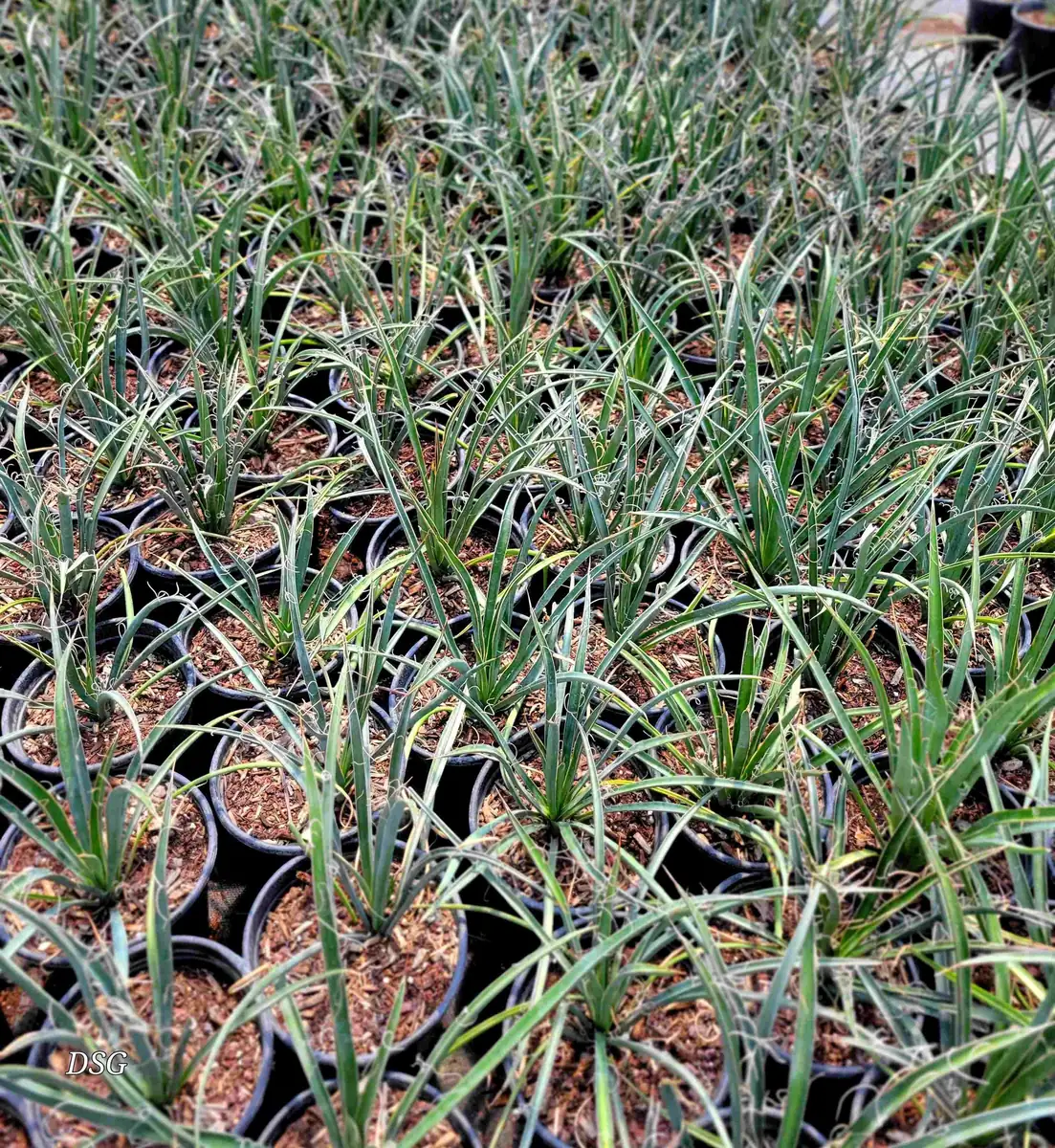 Torrey Yucca Live Plant – Yucca treculeana – 1 Gallon – Outdoor Drought Tolerant Shrub - Image 2