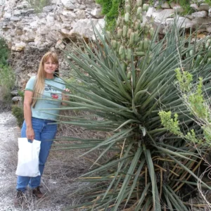 Torrey Yucca Live Plant – Yucca treculeana – 1 Gallon – Outdoor Drought Tolerant Shrub - Image 3