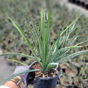 Torrey Yucca Live Plant – Yucca treculeana – 1 Gallon – Outdoor Drought Tolerant Shrub - Image 1