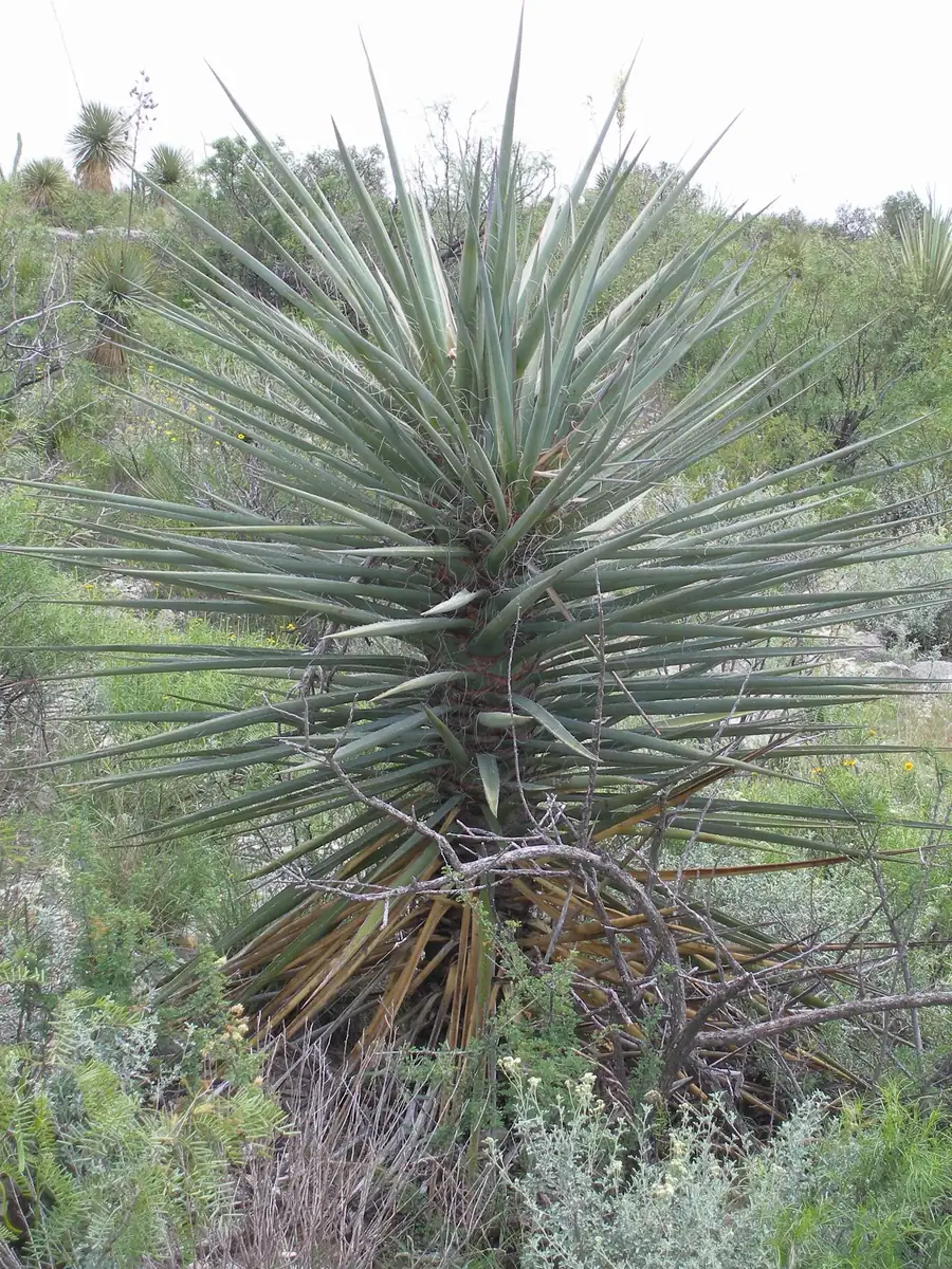Torrey Yucca Live Plant – Yucca treculeana – 1 Gallon – Outdoor Drought Tolerant Shrub - Image 4